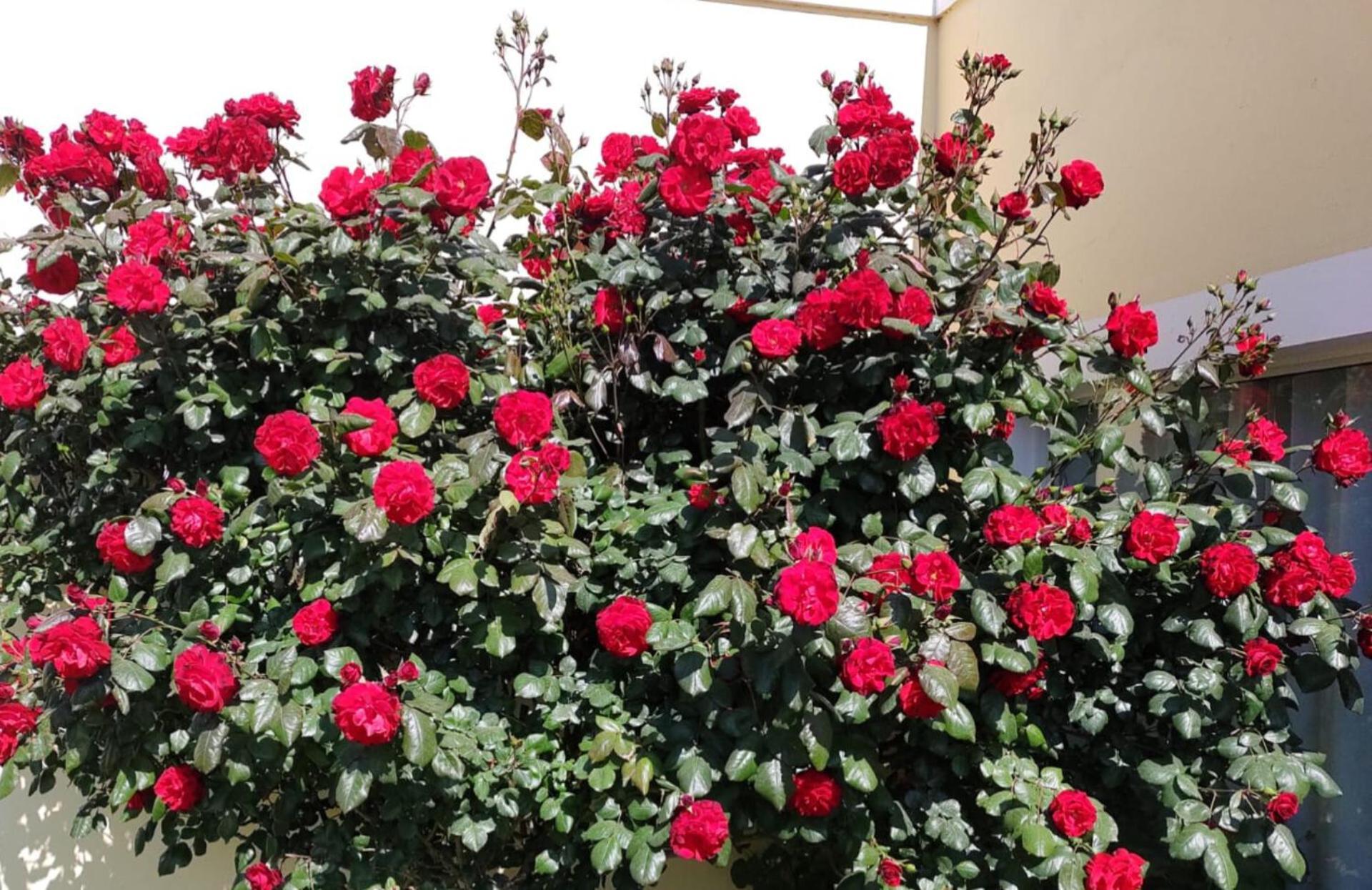 Mil Rosas Hotel ลาสกรูตัส ภายนอก รูปภาพ